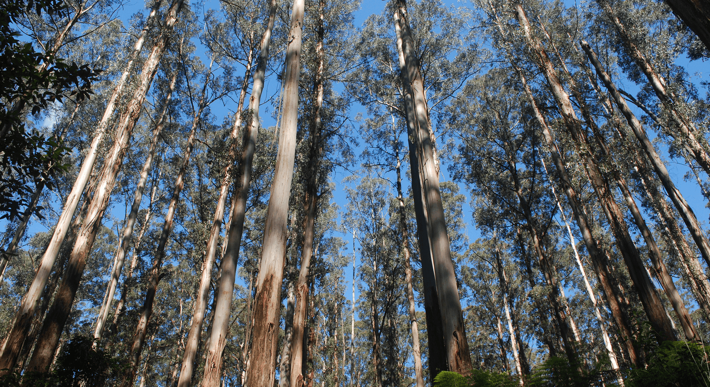 Forest Bathing in Victoria: The Gentlest Wellness Trend Going