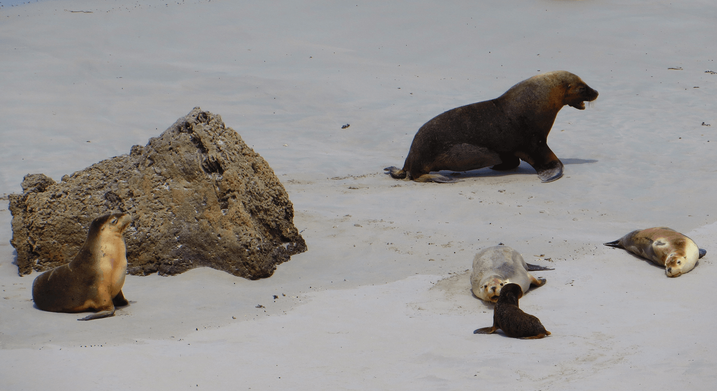 Kangaroo Island: A Wildlife Holiday for Over-50 Australians