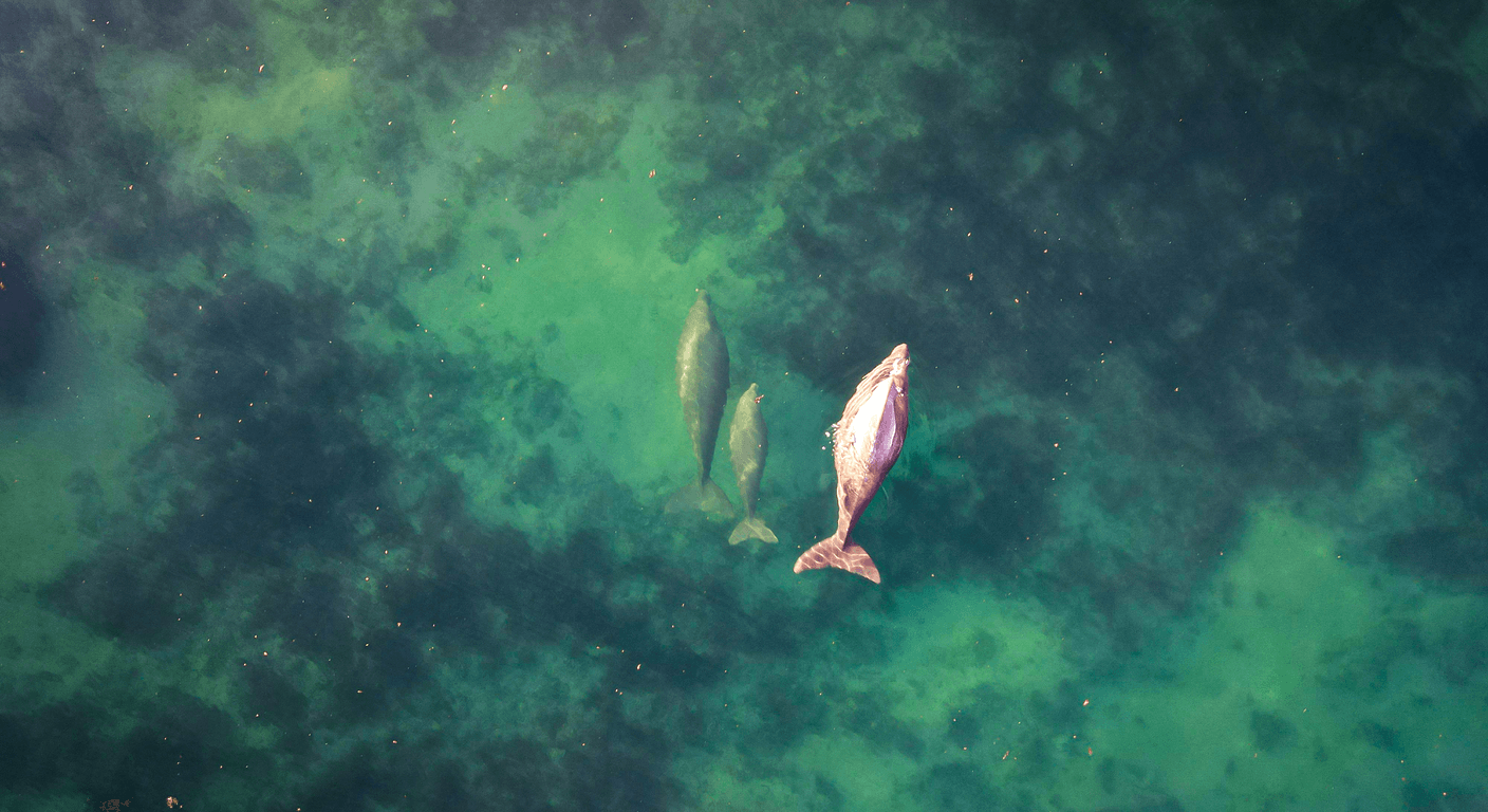 Ningaloo Reef: Swimming With Whale Sharks After 50