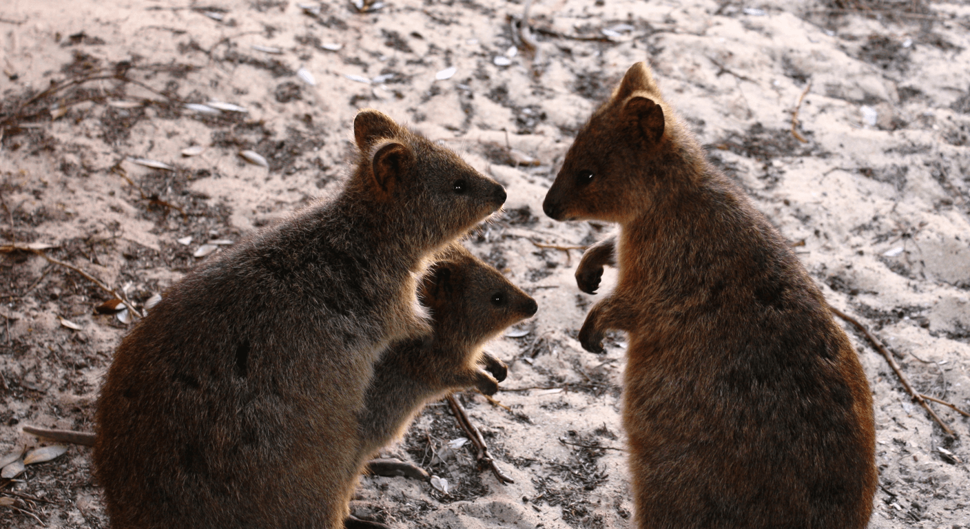 Rottnest Island by Ferry: A Quokka Day Trip for Over-50s