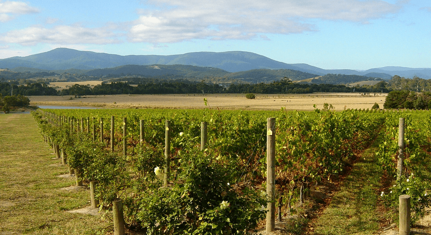 Winery Long Lunches Without the Drive: Yarra Valley and Mornington